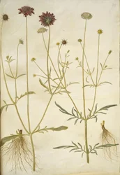 Scabiosa atropurpurea (flor de viuda); Scabiosa columbaria (escabiosa de paloma)