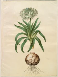 Scilla peruviana (escila gigante)