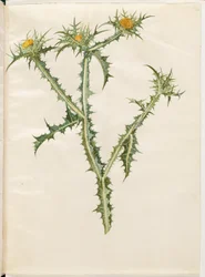 Scolymus hispanicus (cardo dorado español)