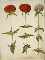 Silene chalcedonica (amor ardiente)