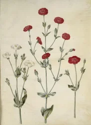 Silene coronaria (corona de Silene)
