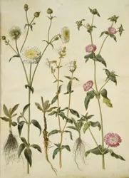 Silene latifolia (estrella de la tarde); Silene dioica (estrella del día)