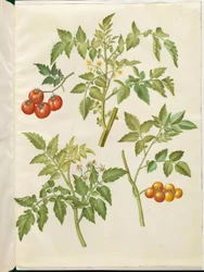 Solanum lycopersicum (tomate común)