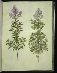 Syringa ×laciniata (lila recortada)