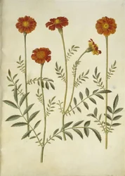 Tagetes patula (flor de terciopelo extendida)