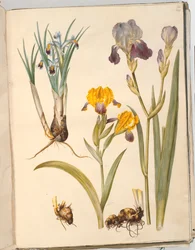 Iris persica; Iris variegata; Iris ×sambucina