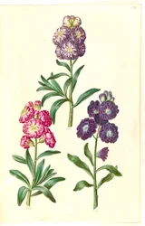 Portada. Guirnalda de flores
