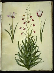 Tulipa clusiana (tulipán de Clusius); Fritillaria persica (fritillaria persa)