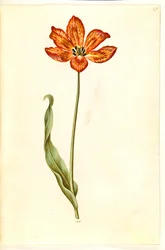 Tulipa gesneriana (tulipán de jardín)