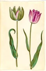 Tulipa gesneriana (tulipán de jardín)
