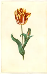 Tulipa gesneriana (tulipán de jardín)