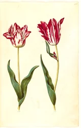 Tulipa gesneriana (tulipán de jardín)