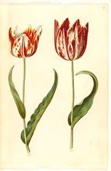 Tulipa gesneriana