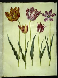 Tulipa gesneriana (tulipán de jardín)