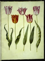 Tulipa gesneriana (tulipán de jardín)