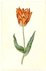 Tulipa gesneriana (tulipán de jardín)