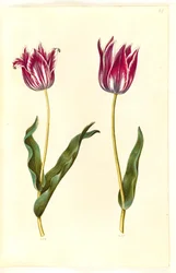 Tulipa gesneriana