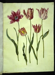 Tulipa gesneriana (tulipán de jardín)