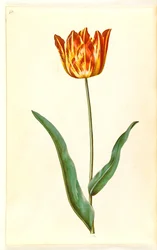 Tulipa gesneriana (tulipán de jardín)