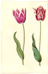 Tulipa gesneriana (tulipán de jardín)