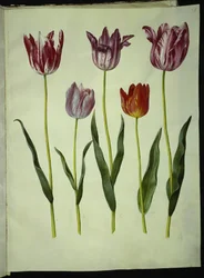 Tulipa gesneriana (tulipán de jardín)
