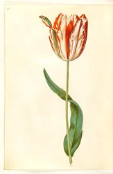 Tulipa gesneriana (tulipán de jardín)