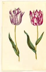 Tulipa gesneriana (tulipán de jardín)
