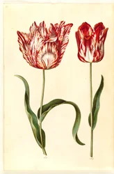 Tulipa gesneriana (tulipán de jardín)
