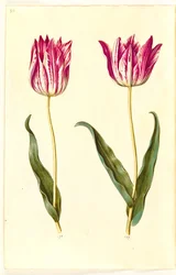 Tulipa gesneriana (tulipán de jardín)