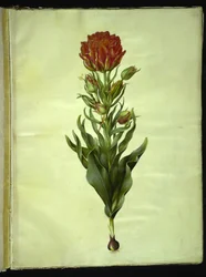 Tulipa gesneriana (tulipán de jardín)