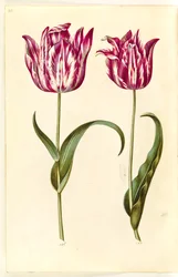 Tulipa gesneriana (tulipán de jardín)