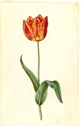 Tulipa gesneriana (tulipán de jardín)