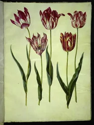 Tulipa gesneriana (tulipán de jardín)