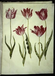 Tulipa gesneriana (tulipán de jardín)