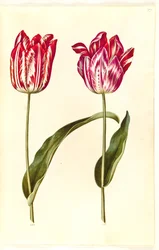 Tulipa gesneriana (tulipán de jardín)