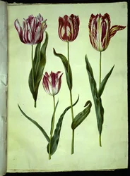 Tulipa gesneriana (tulipán de jardín)