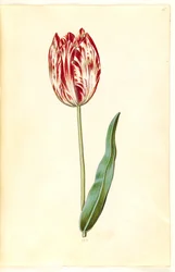 Tulipa gesneriana (tulipán de jardín)