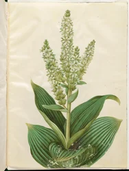 Veratrum album (hvid foldblad)