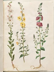 Verbascum blattaria (gordolobo de racimo); Verbascum phoeniceum (gordolobo púrpura)