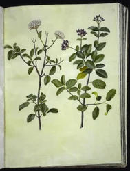 Viburnum tinus (bola de nieve de invierno)
