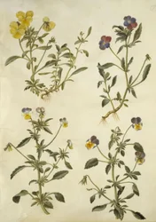 Viola cornuta (viola de cuerno); Viola tricolor (pensamiento común)