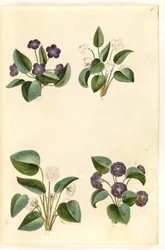 Viola odorata (violeta de marzo)