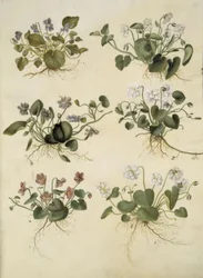 Viola odorata (violeta de marzo)