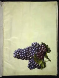 Vitis vinifera (vid común)