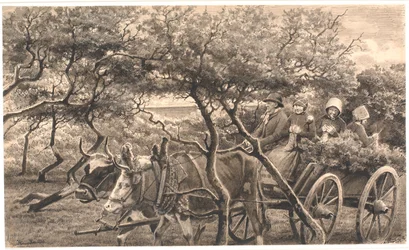 Un carro de bueyes. A través del matorral. Hammerum Herred