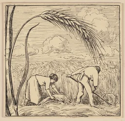 Dibujo para el libro de texto: Espiga de maíz