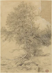 Prado junto al arroyo