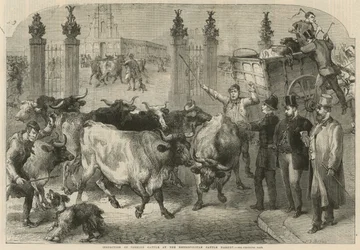 Inspección de ganado extranjero en el Mercado de Ganado Metropolitano