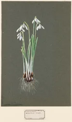 Galanthus nivalis L. Campanilla de invierno, c. 1903-1915