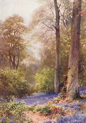 Bluebells, Ripley (litografía en color)